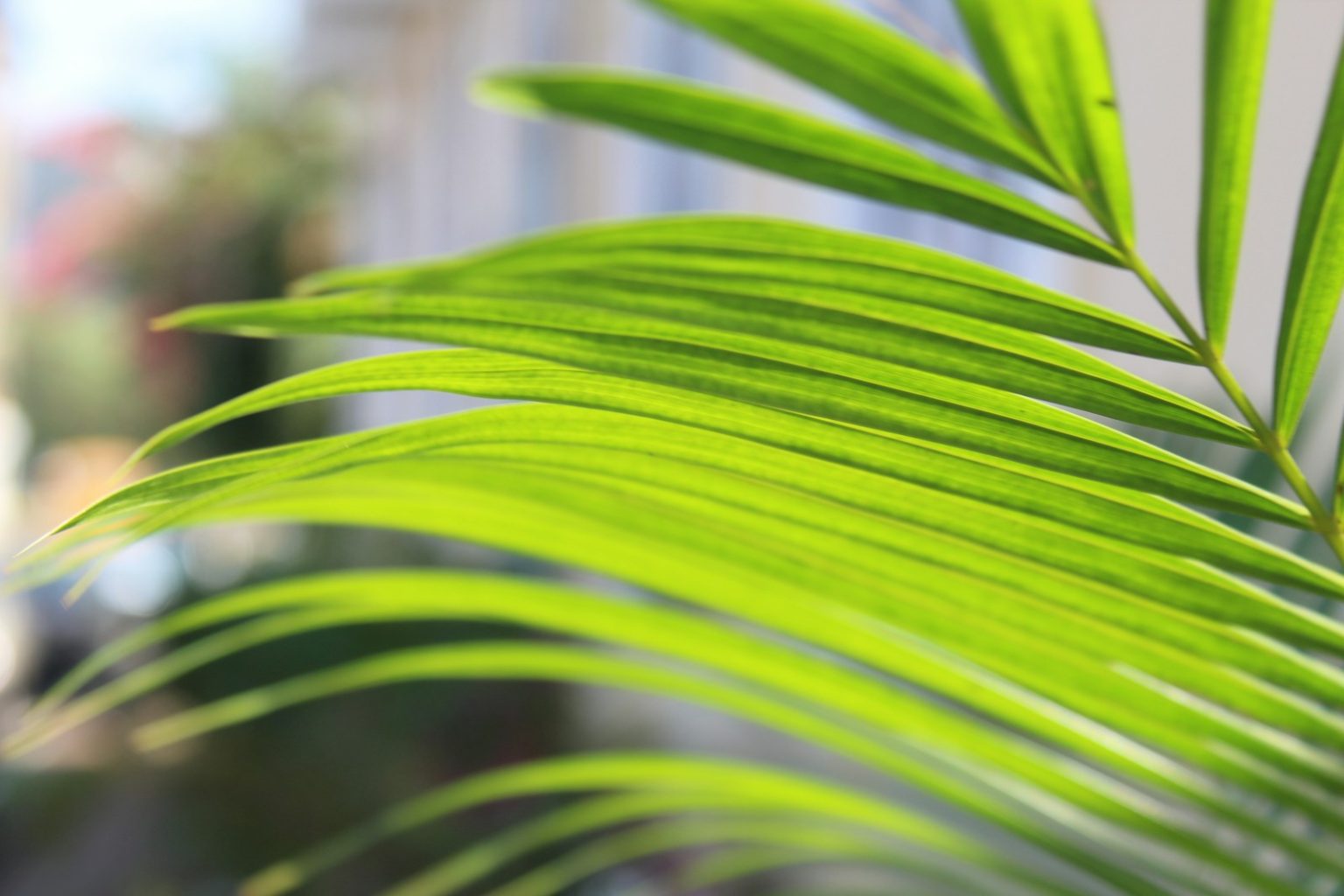 green leaf plant in close up photography